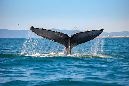 大海中一条鲸鱼尾巴翻起海水图片