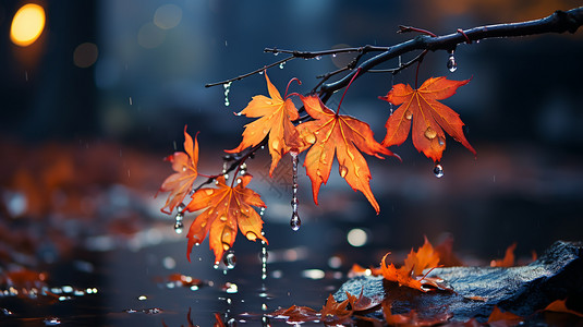 二十四节气之秋分枫叶上的雨滴背景