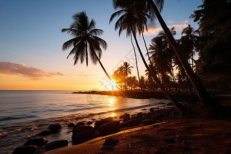 夏日海滩上的棕榈树图片