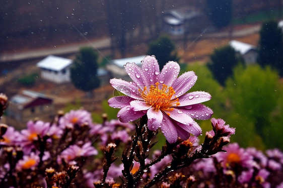 雨中的花朵图片