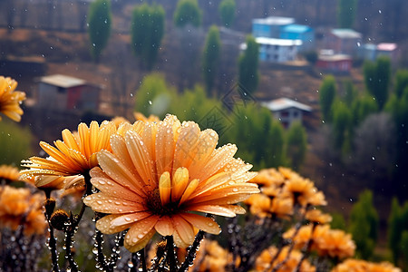 花海雨中的风景图片