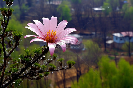 自然中的粉色花朵图片