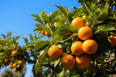 橙子树下的丰收图片