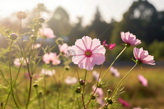 花海中的粉色花朵图片