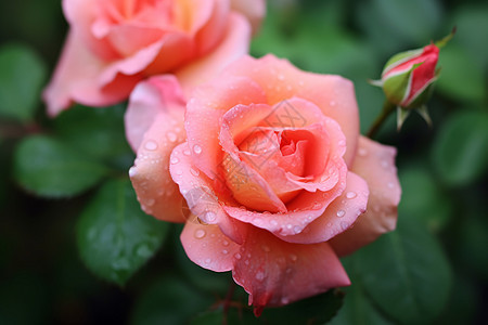 玫瑰花上的雨滴背景图片