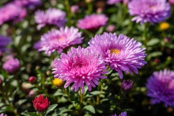 紫色的菊花图片