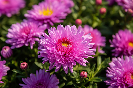 紫色花丛背景图片