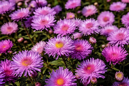 繁花盛开图片