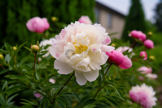 春天的粉白花朵图片