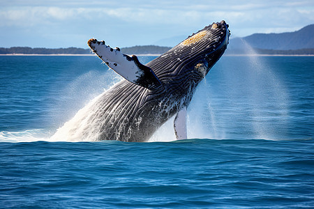 大海中的座头鲸背景图片