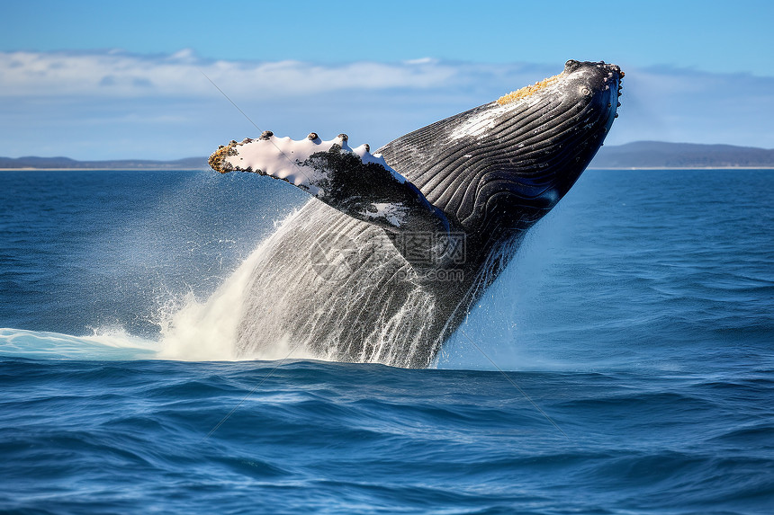 巨大的座头鲸在水中跃起图片