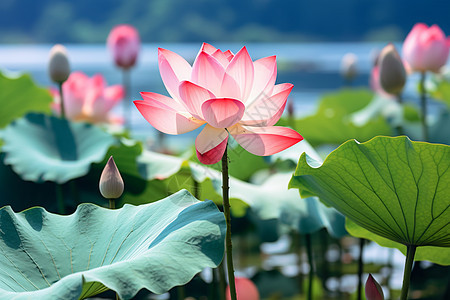 缤纷的莲花图片