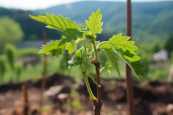 等待成熟的植物图片