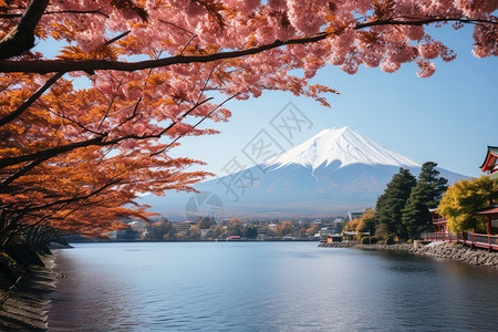 樱花树下的富士山图片