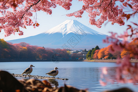 樱花树下樱花下的富士山背景