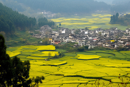 黄花村的山谷图片