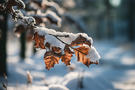 积了雪的枝叶图片