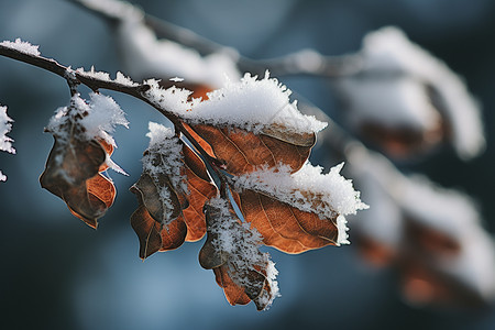 积有雪的枝叶背景图片