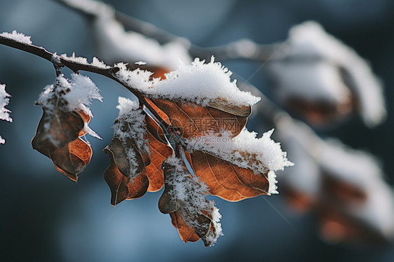 积有雪的枝叶图片