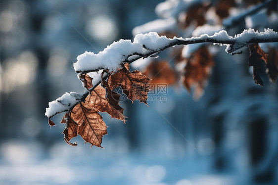 积有雪的树叶图片