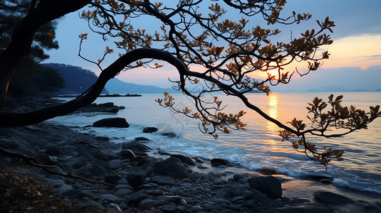 海边美丽的花树图片