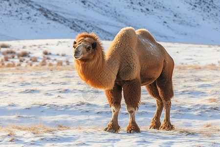 雪地中的骆驼图片