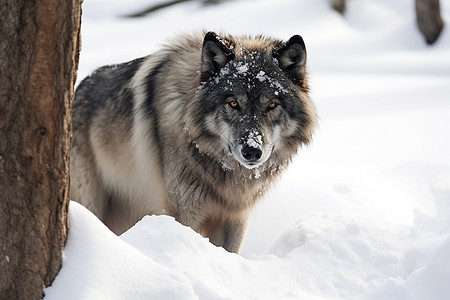 雪地凶猛的狼图片