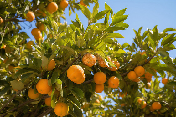 柑橘树上挂满橙子图片