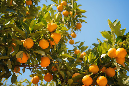 收获水果果园里收获的橘子背景