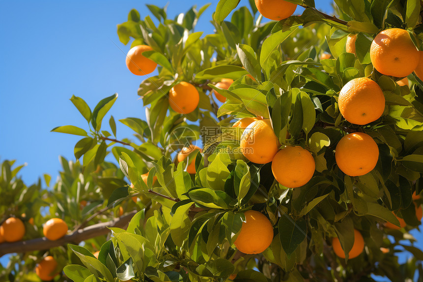 果园中一棵挂满橙子的树图片