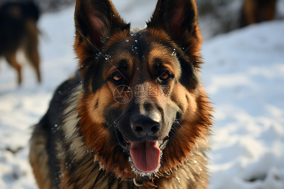 雪地中伸着舌头的狗图片