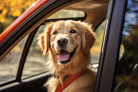 汽车上金毛犬图片