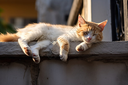 休息中的猫咪图片