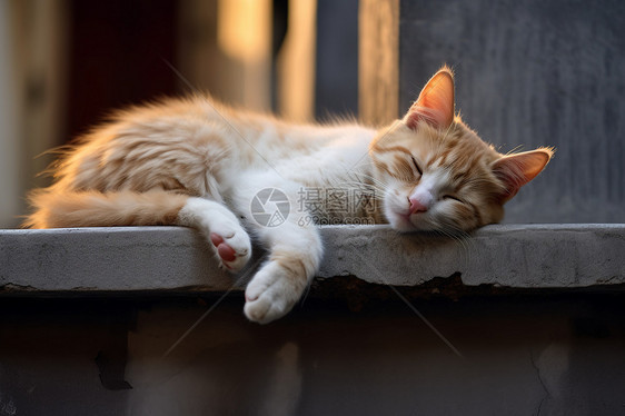 窗台上睡着的猫图片