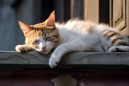 头靠在窗台上休息的猫图片