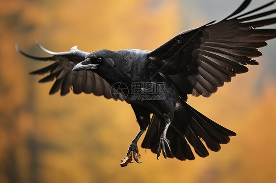 黑乌鸦展翅高飞图片