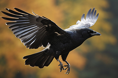 黑羽乌鸦飞过森林图片