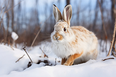 白雪中的兔子图片