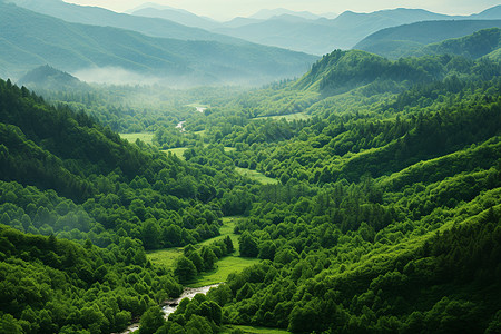 一片森林绿油一片背景