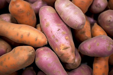 红薯种植紫红薯堆背景