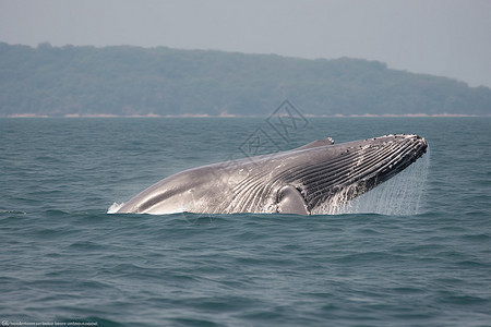 海洋中的巨鲸图片