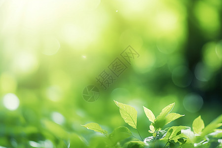 阳光穿透绿叶的美景背景图片