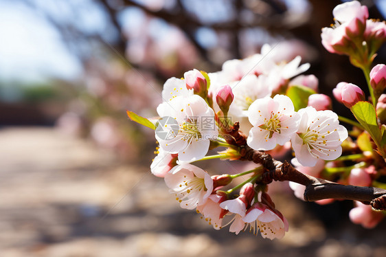 春日中美丽的樱花图片