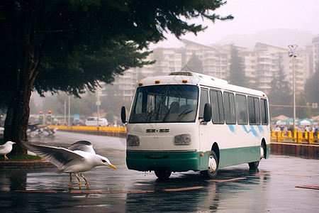海鸥与白色公交图片
