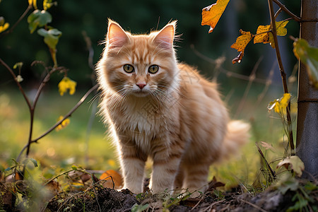 小猫与大自然图片