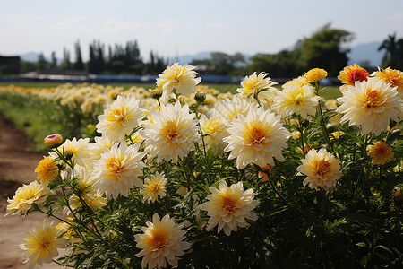 菊花花海中的黄白花朵背景