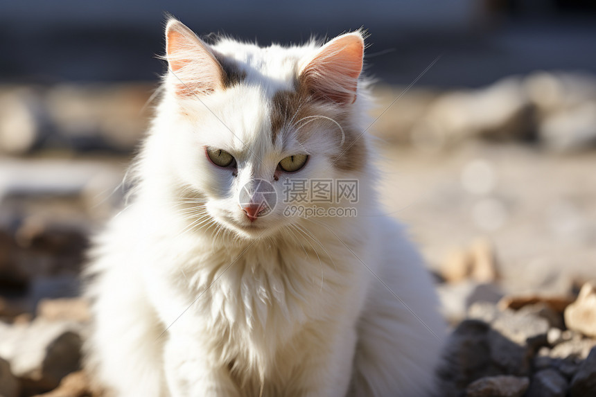 白猫坐石头上图片