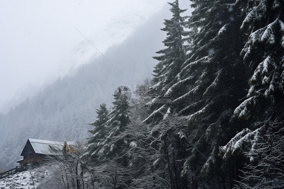 大雪覆盖的林间景色图片