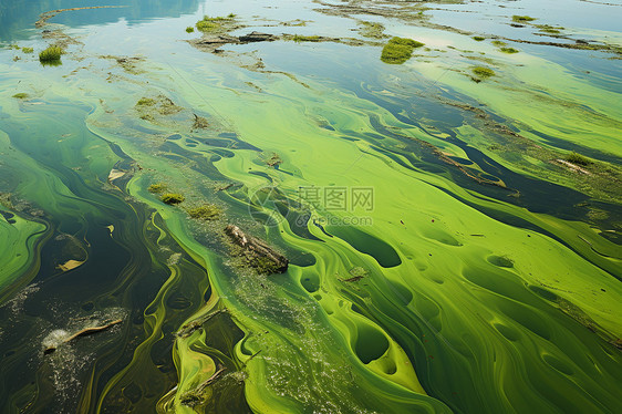 河面上的绿藻图片