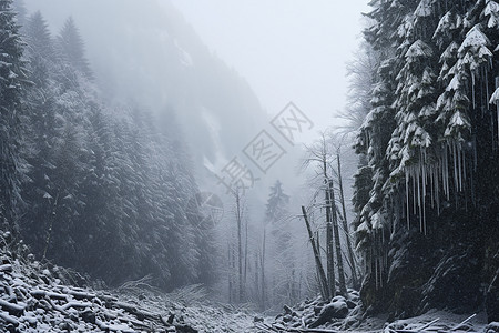 大雪覆盖的树林图片